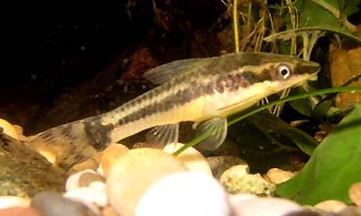 Otocinclus hoppei
